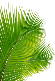 Palm Leaves