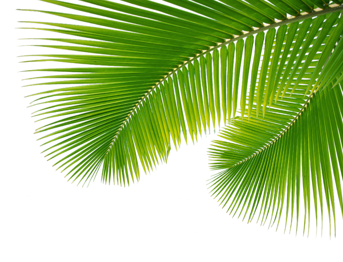 Palm Leaves Png Palm leaves